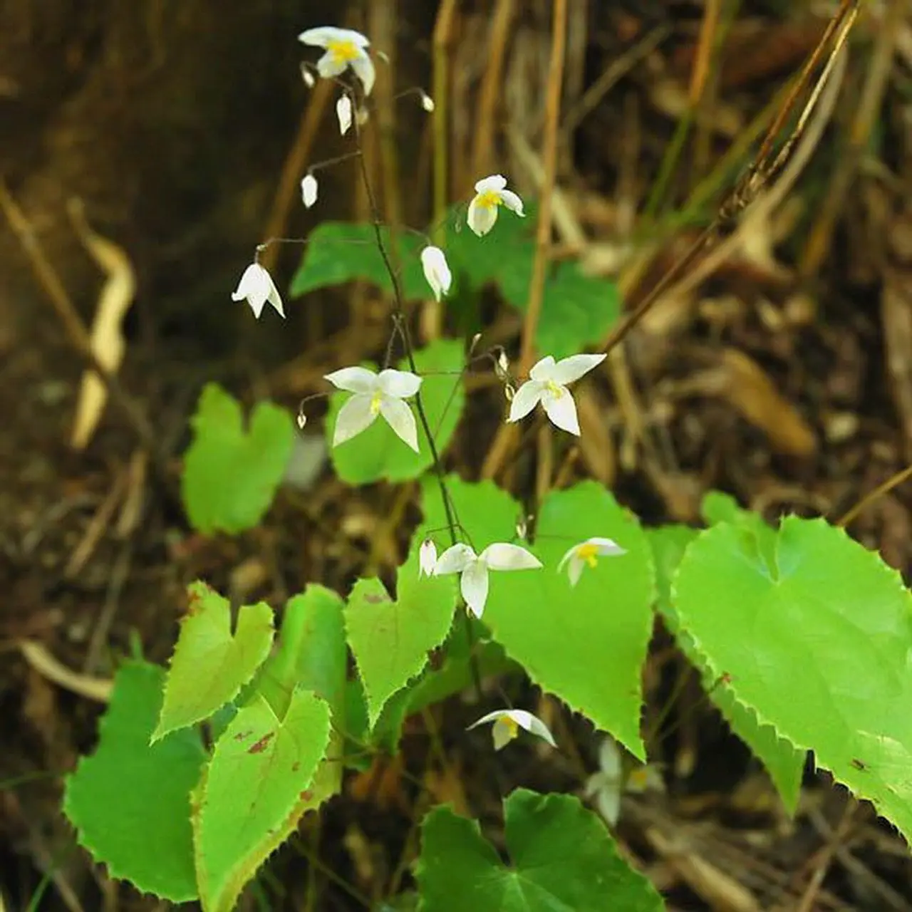 Image 17